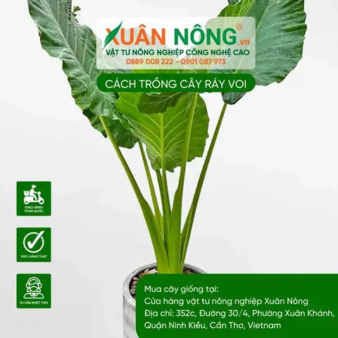 Cách Trồng Cây Ráy Thủy Sinh Và Cây Ráy Voi: Hướng Dẫn Cho Người Mới Cách Trồng Cây Ráy Thủy Sinh Và Cây Ráy Voi: Hướng Dẫn Cho Người Mới