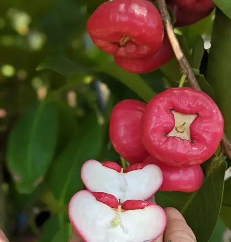 Hướng Dẫn Cách Trồng Cây Roi Bằng Hạt: Từ Ươm Nảy Mầm Đến Chăm Sóc Cho Cây Khỏe, Ra Quả Sớm