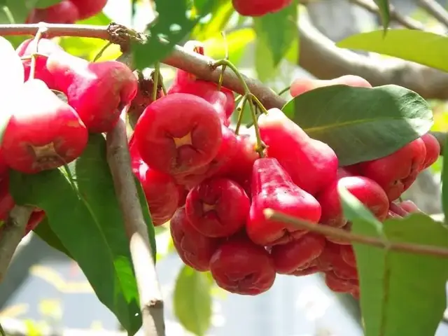 Hướng Dẫn Cách Trồng Cây Roi Bằng Hạt: Từ Ươm Nảy Mầm Đến Chăm Sóc Cho Cây Khỏe, Ra Quả Sớm