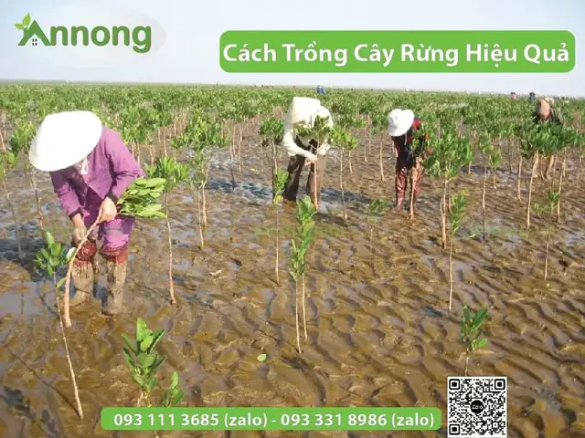 Cách Trồng Cây Rừng Từ A–Z: Chọn Phương Pháp Và Kỹ Thuật Tăng Tỷ Lệ Sống Cách Trồng Cây Rừng Từ A–Z: Chọn Phương Pháp Và Kỹ Thuật Tăng Tỷ Lệ Sống