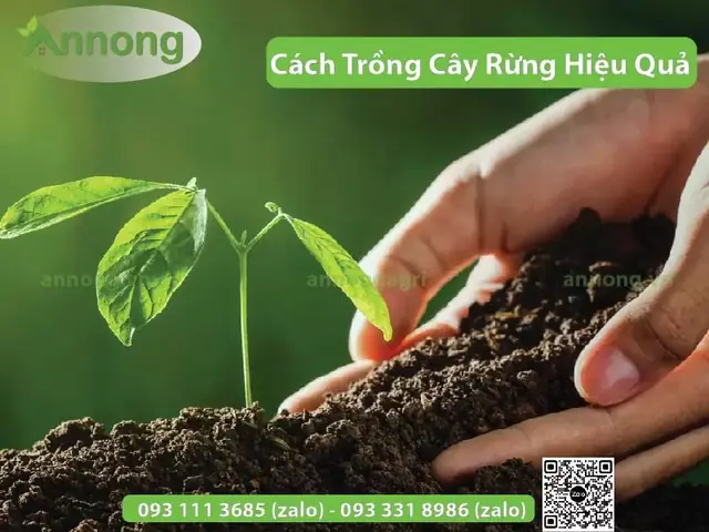 Cách Trồng Cây Rừng Từ A–Z: Chọn Phương Pháp Và Kỹ Thuật Tăng Tỷ Lệ Sống Cách Trồng Cây Rừng Từ A–Z: Chọn Phương Pháp Và Kỹ Thuật Tăng Tỷ Lệ Sống