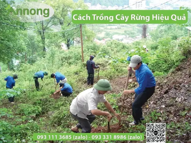 Cách Trồng Cây Rừng Từ A–Z: Chọn Phương Pháp Và Kỹ Thuật Tăng Tỷ Lệ Sống Cách Trồng Cây Rừng Từ A–Z: Chọn Phương Pháp Và Kỹ Thuật Tăng Tỷ Lệ Sống