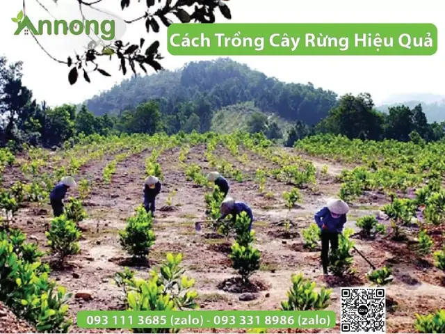 Cách Trồng Cây Rừng Từ A–Z: Chọn Phương Pháp Và Kỹ Thuật Tăng Tỷ Lệ Sống Cách Trồng Cây Rừng Từ A–Z: Chọn Phương Pháp Và Kỹ Thuật Tăng Tỷ Lệ Sống