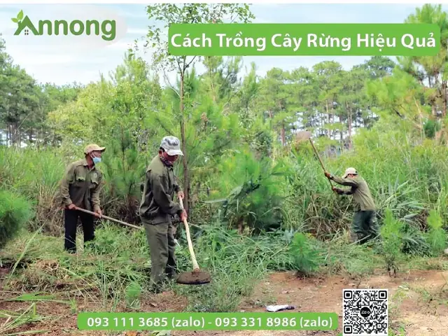 Cách Trồng Cây Rừng Từ A–Z: Chọn Phương Pháp Và Kỹ Thuật Tăng Tỷ Lệ Sống Cách Trồng Cây Rừng Từ A–Z: Chọn Phương Pháp Và Kỹ Thuật Tăng Tỷ Lệ Sống
