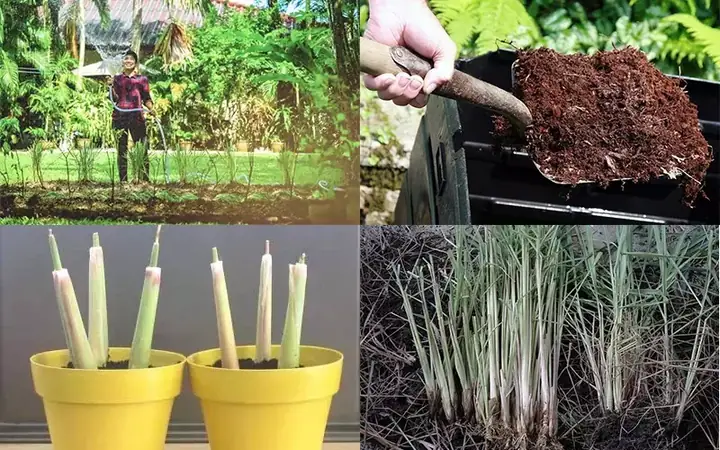 Hướng Dẫn Chi Tiết Cách Trồng Cây Sả Tại Nhà Đơn Giản, Nhanh Ra Củ