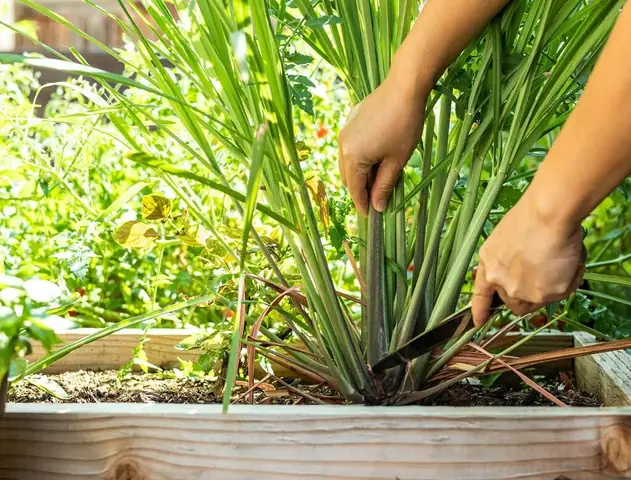 Hướng Dẫn Chi Tiết Cách Trồng Cây Sả Tại Nhà Đơn Giản, Nhanh Ra Củ