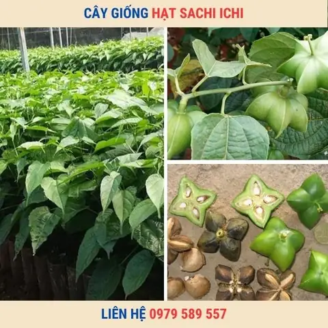 Hướng Dẫn Trồng Cây Sachi Toàn Diện: Từ A-Z Cho Nông Dân Thành Công Hướng Dẫn Trồng Cây Sachi Toàn Diện: Từ A-Z Cho Nông Dân Thành Công