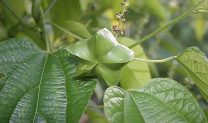 Hướng Dẫn Trồng Cây Sachi Toàn Diện: Từ A-Z Cho Nông Dân Thành Công Hướng Dẫn Trồng Cây Sachi Toàn Diện: Từ A-Z Cho Nông Dân Thành Công