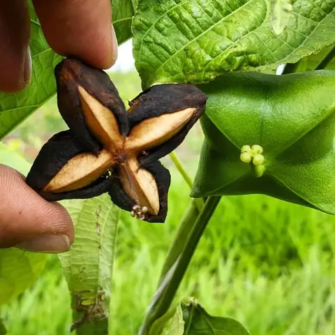Hướng Dẫn Trồng Cây Sachi Toàn Diện: Từ A-Z Cho Nông Dân Thành Công Hướng Dẫn Trồng Cây Sachi Toàn Diện: Từ A-Z Cho Nông Dân Thành Công