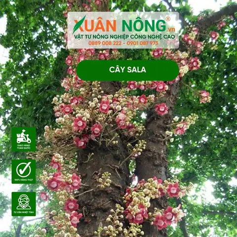 Cách Trồng Cây Sala Đạt Chuẩn: Hướng Dẫn Chi Tiết Từ A-Z
