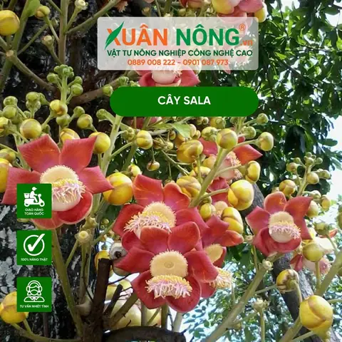Cách Trồng Cây Sala Đạt Chuẩn: Hướng Dẫn Chi Tiết Từ A-Z