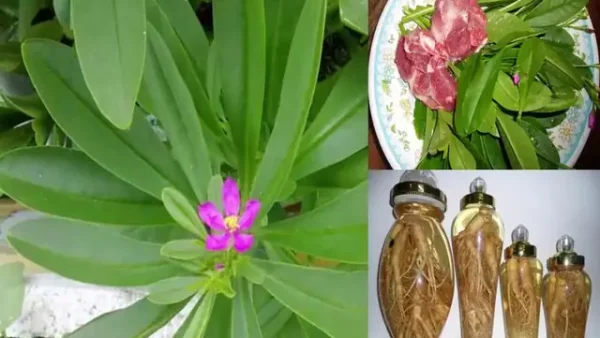 Hướng Dẫn Trồng Cây Sâm Đất Năng Suất Cao, Hiệu Quả Tại Nhà