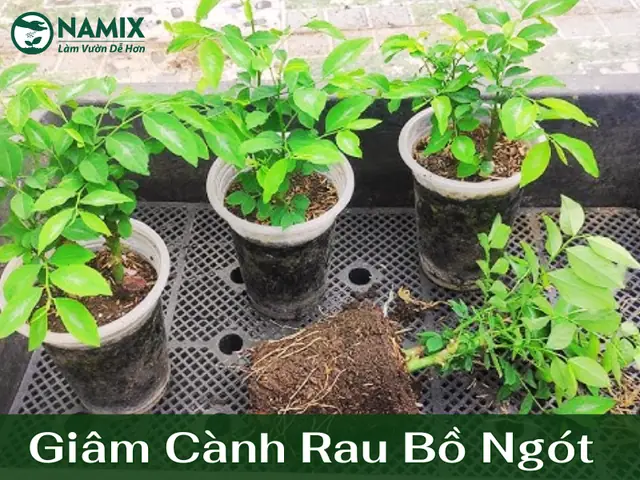 Cách Trồng Cây Sanh Bằng Cành: Hướng Dẫn Giâm Cành Tại Nhà Cách Trồng Cây Sanh Bằng Cành: Hướng Dẫn Giâm Cành Tại Nhà