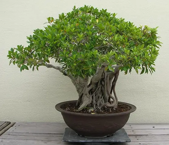 Cách Trồng Cây Sanh Bằng Cành: Hướng Dẫn Giâm Cành Tại Nhà Cách Trồng Cây Sanh Bằng Cành: Hướng Dẫn Giâm Cành Tại Nhà