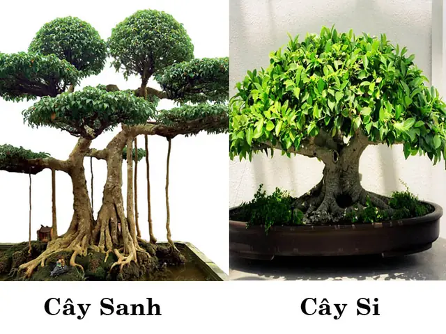 Cách Trồng Cây Sanh Bằng Cành: Hướng Dẫn Giâm Cành Tại Nhà Cách Trồng Cây Sanh Bằng Cành: Hướng Dẫn Giâm Cành Tại Nhà