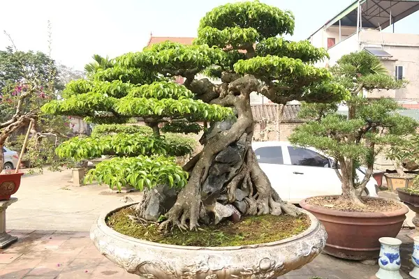 Cách Trồng Cây Sanh Nhanh Lớn: Giâm Cành, Cắt Tỉa Và Chăm Sóc Tối Ưu