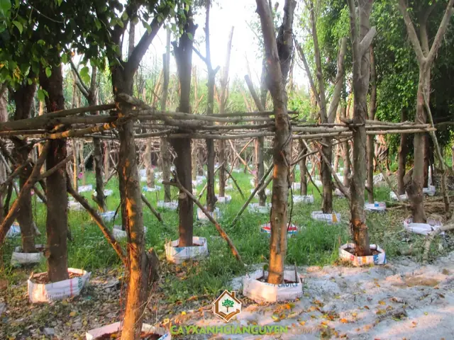 Hướng Dẫn Chi Tiết Cách Trồng Cây Sanh Ôm Đá Đẹp Và Ấn Tượng Hướng Dẫn Chi Tiết Cách Trồng Cây Sanh Ôm Đá Đẹp Và Ấn Tượng