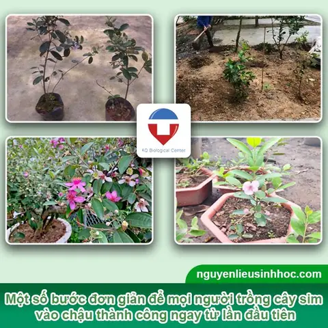 Hướng Dẫn Trồng Cây Sim Rừng: Từ Kỹ Thuật Đến Chăm Sóc Hiệu Quả