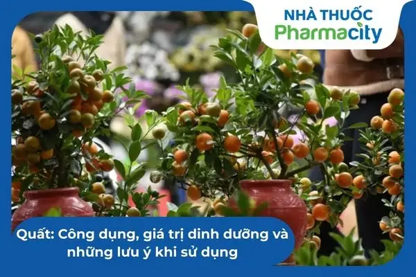 Cách Trồng Cây Sò Huyết (lẻ Bạn) Trong Nhà Và Ngoài Vườn