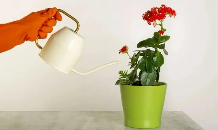Cách Trồng Cây Sống Đời Ra Hoa Đẹp, Đúng Dịp Theo Bí Quyết Chuyên Gia Cách Trồng Cây Sống Đời Ra Hoa Đẹp, Đúng Dịp Theo Bí Quyết Chuyên Gia