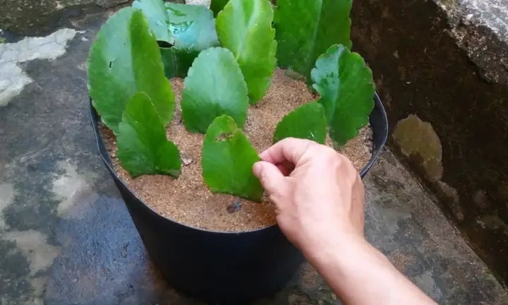 Cách Trồng Cây Sống Đời Ra Hoa Đẹp, Đúng Dịp Theo Bí Quyết Chuyên Gia Cách Trồng Cây Sống Đời Ra Hoa Đẹp, Đúng Dịp Theo Bí Quyết Chuyên Gia