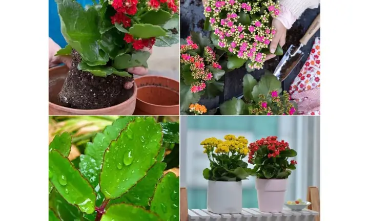 Cách Trồng Cây Sống Đời Ra Hoa Đẹp, Đúng Dịp Theo Bí Quyết Chuyên Gia Cách Trồng Cây Sống Đời Ra Hoa Đẹp, Đúng Dịp Theo Bí Quyết Chuyên Gia