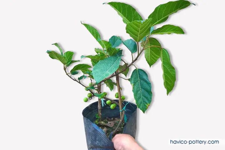 Cách Trồng Cây Sung Ra Quả Thơm Ngon, Dễ Sống Tại Nhà