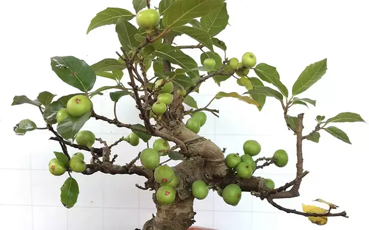 Cách Trồng Cây Sung Ra Quả Thơm Ngon, Dễ Sống Tại Nhà