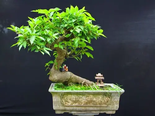 Cách Trồng Cây Sung Ra Quả Thơm Ngon, Dễ Sống Tại Nhà