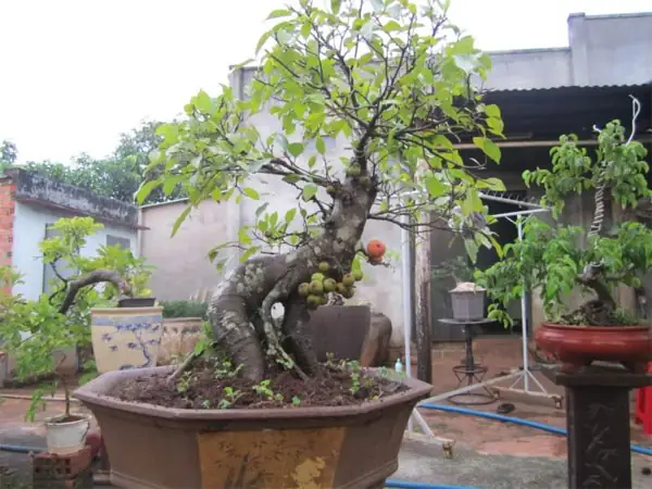 Cách Trồng Cây Sung: Hướng Dẫn Bứng Cây, Trồng Chậu, Chăm Sóc Và Ra Quả