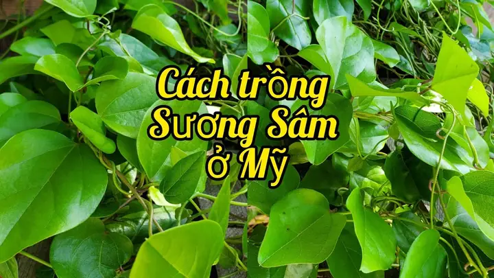 Cách Trồng Cây Sương Sâm Tại Nhà: Từ A-Z Cho Lá Sum Suê, Thạch Ngon Cách Trồng Cây Sương Sâm Tại Nhà: Từ A-Z Cho Lá Sum Suê, Thạch Ngon