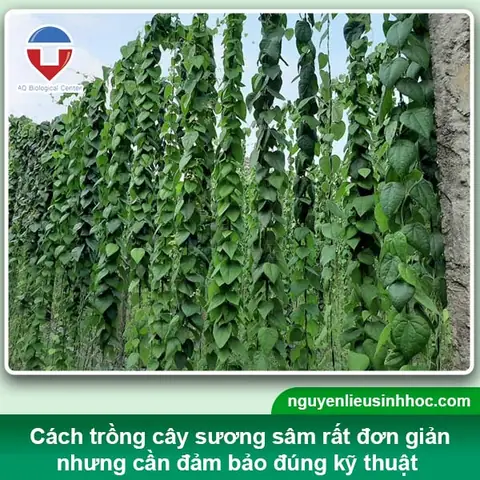 Cách Trồng Cây Sương Sâm Tại Nhà: Từ A-Z Cho Lá Sum Suê, Thạch Ngon Cách Trồng Cây Sương Sâm Tại Nhà: Từ A-Z Cho Lá Sum Suê, Thạch Ngon