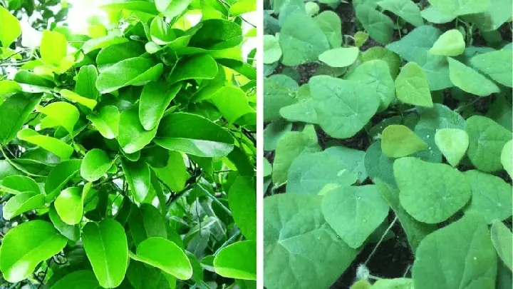 Cách Trồng Cây Sương Sâm Tại Nhà: Từ A-Z Cho Lá Sum Suê, Thạch Ngon Cách Trồng Cây Sương Sâm Tại Nhà: Từ A-Z Cho Lá Sum Suê, Thạch Ngon