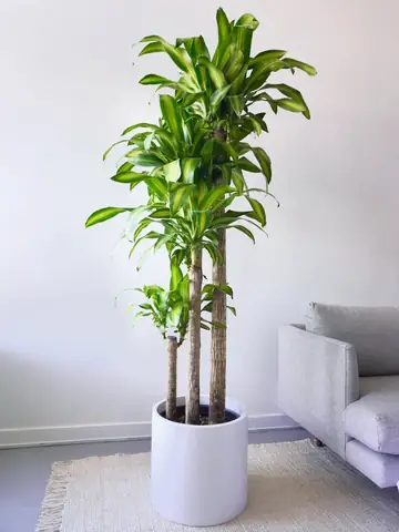 Cách Trồng Và Chăm Sóc Cây Tài Lộc Tại Nhà: Trong Chậu Đất Hoặc Thủy Sinh