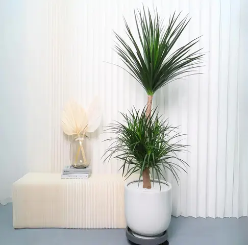 Cách Trồng Và Chăm Sóc Cây Tài Lộc Tại Nhà: Trong Chậu Đất Hoặc Thủy Sinh