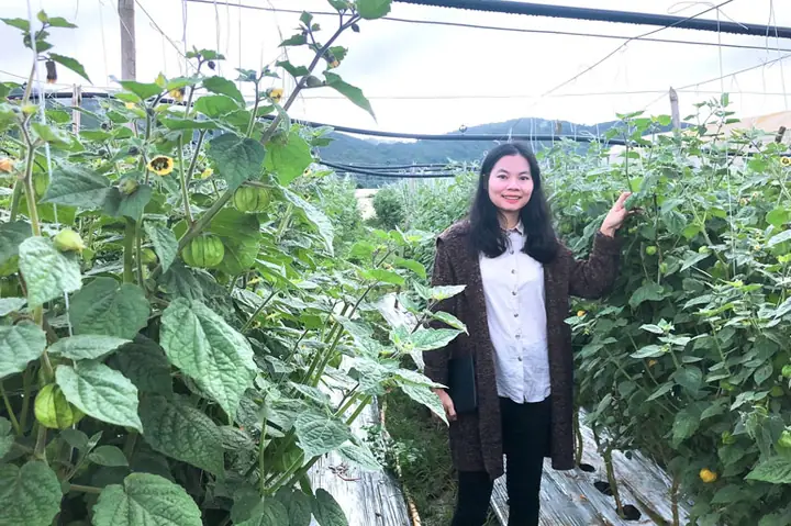 Hướng Dẫn Trồng Và Chăm Sóc Cây Tầm Bóp Cho Năng Suất Cao Tại Nhà