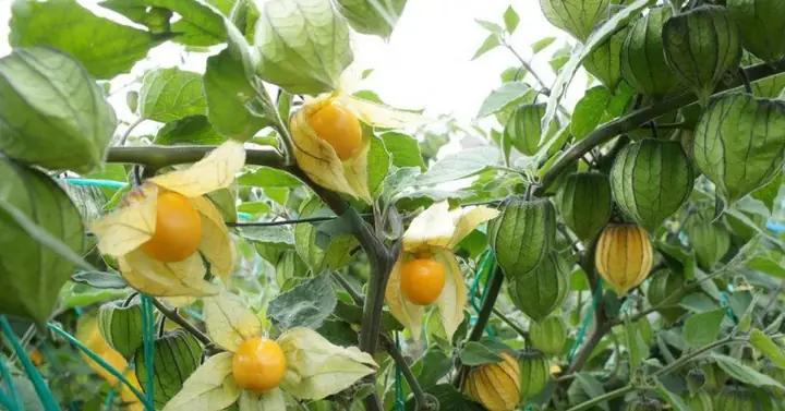 Hướng Dẫn Trồng Và Chăm Sóc Cây Tầm Bóp Cho Năng Suất Cao Tại Nhà