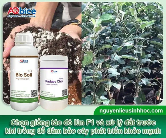 Hướng Dẫn Trồng Và Chăm Sóc Cây Táo Đỏ Tại Nhà Chi Tiết Nhất Hướng Dẫn Trồng Và Chăm Sóc Cây Táo Đỏ Tại Nhà Chi Tiết Nhất