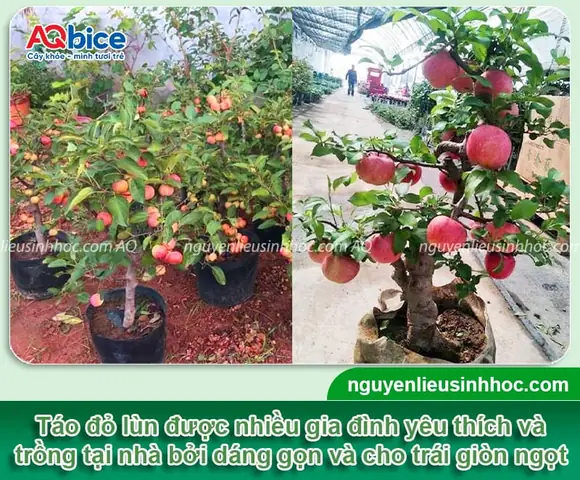 Hướng Dẫn Trồng Và Chăm Sóc Cây Táo Đỏ Tại Nhà Chi Tiết Nhất Hướng Dẫn Trồng Và Chăm Sóc Cây Táo Đỏ Tại Nhà Chi Tiết Nhất