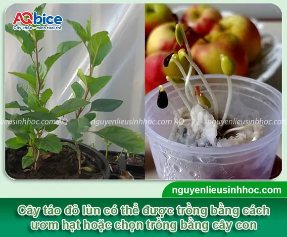 Hướng Dẫn Trồng Và Chăm Sóc Cây Táo Đỏ Tại Nhà Chi Tiết Nhất Hướng Dẫn Trồng Và Chăm Sóc Cây Táo Đỏ Tại Nhà Chi Tiết Nhất