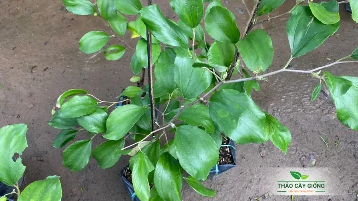 Cách Trồng Cây Táo Thái Cho Người Mới: Kỹ Thuật Trồng Và Chăm Sóc Trong Vườn Hoặc Chậu Cách Trồng Cây Táo Thái Cho Người Mới: Kỹ Thuật Trồng Và Chăm Sóc Trong Vườn Hoặc Chậu