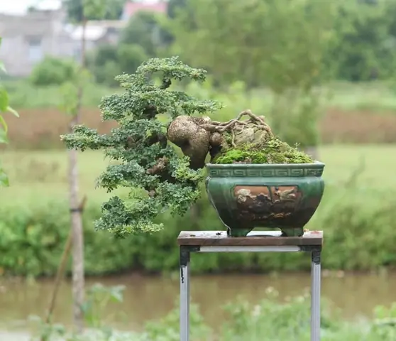 Hướng Dẫn Trồng Và Chăm Sóc Cây Dáng Thác Đổ Đúng Kỹ Thuật Hướng Dẫn Trồng Và Chăm Sóc Cây Dáng Thác Đổ Đúng Kỹ Thuật