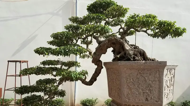 Hướng Dẫn Trồng Và Chăm Sóc Cây Dáng Thác Đổ Đúng Kỹ Thuật Hướng Dẫn Trồng Và Chăm Sóc Cây Dáng Thác Đổ Đúng Kỹ Thuật