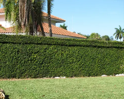 Cách Trồng Và Chăm Sóc Cây Thằn Lằn Leo Tường Chi Tiết Nhất