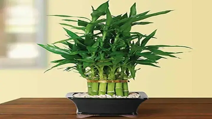 Hướng Dẫn Trồng Cây Thần Tài Đem Lại May Mắn, Tài Lộc Toàn Diện Hướng Dẫn Trồng Cây Thần Tài Đem Lại May Mắn, Tài Lộc Toàn Diện