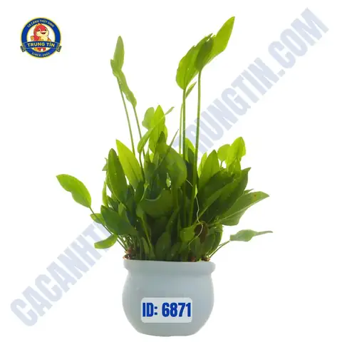 Cách Trồng Cây Thanh Đản Thủy Sinh: Vị Trí, Ánh Sáng, CO₂ Và Chăm Sóc