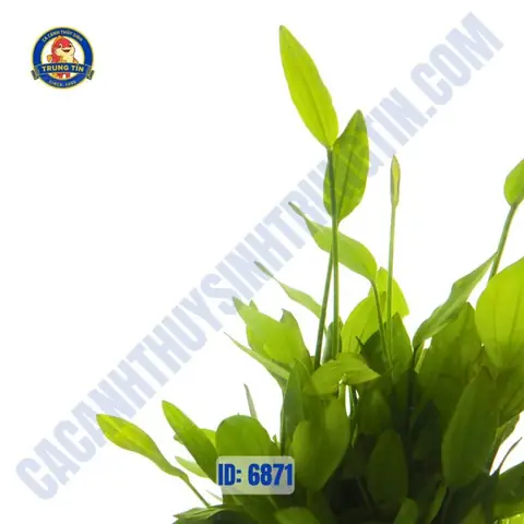 Cách Trồng Cây Thanh Đản Thủy Sinh: Vị Trí, Ánh Sáng, CO₂ Và Chăm Sóc