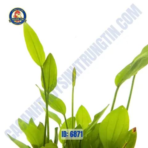 Cách Trồng Cây Thanh Đản Thủy Sinh: Vị Trí, Ánh Sáng, CO₂ Và Chăm Sóc
