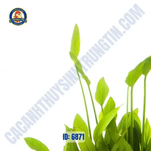 Cách Trồng Cây Thanh Đản Thủy Sinh: Vị Trí, Ánh Sáng, CO₂ Và Chăm Sóc