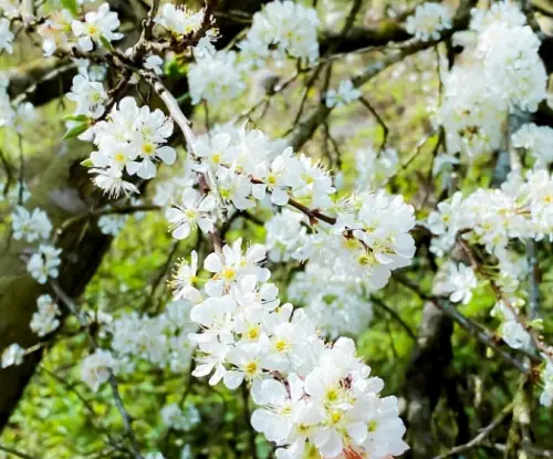 Hướng Dẫn Cách Trồng Cây Thị Thơm Chuẩn Kỹ Thuật: Từ Chọn Giống, Chuẩn Bị Đất Đến Chăm Sóc Cho Cây Nhanh Ra Quả Hướng Dẫn Cách Trồng Cây Thị Thơm Chuẩn Kỹ Thuật: Từ Chọn Giống, Chuẩn Bị Đất Đến Chăm Sóc Cho Cây Nhanh Ra Quả